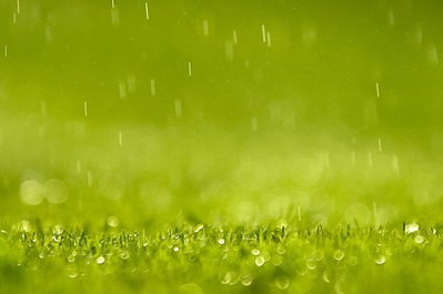 Rainy Grass